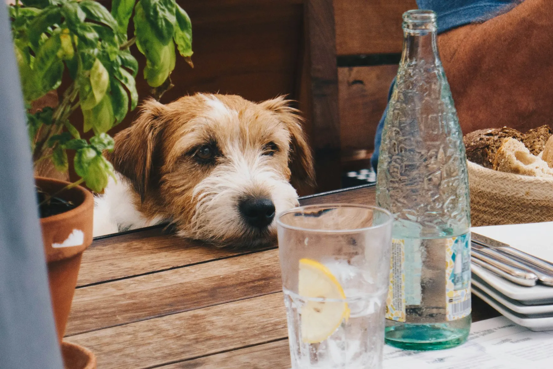 Un yorkshire terrier junto a una mesa con comida
