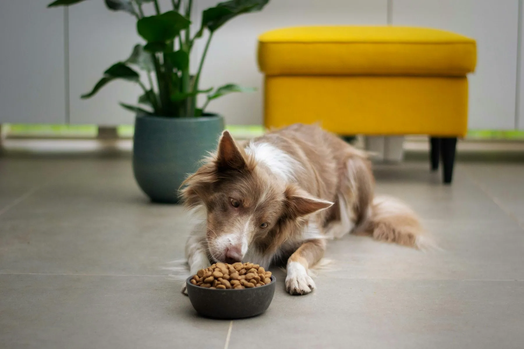 Un border collie come pienso de su cuenco