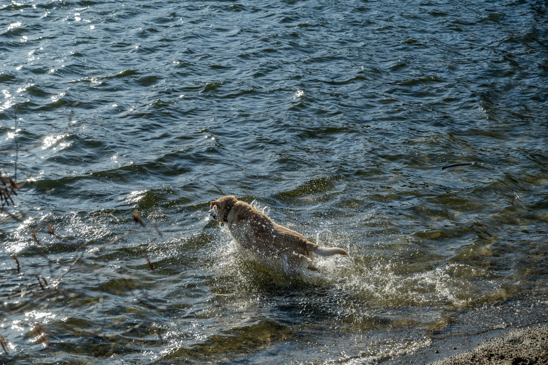Un golden retriever se refresca chapoteando en el agua
