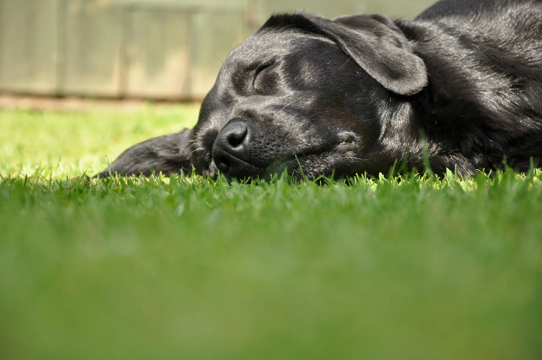 Un labrador negro descansa tumbado en la hierba