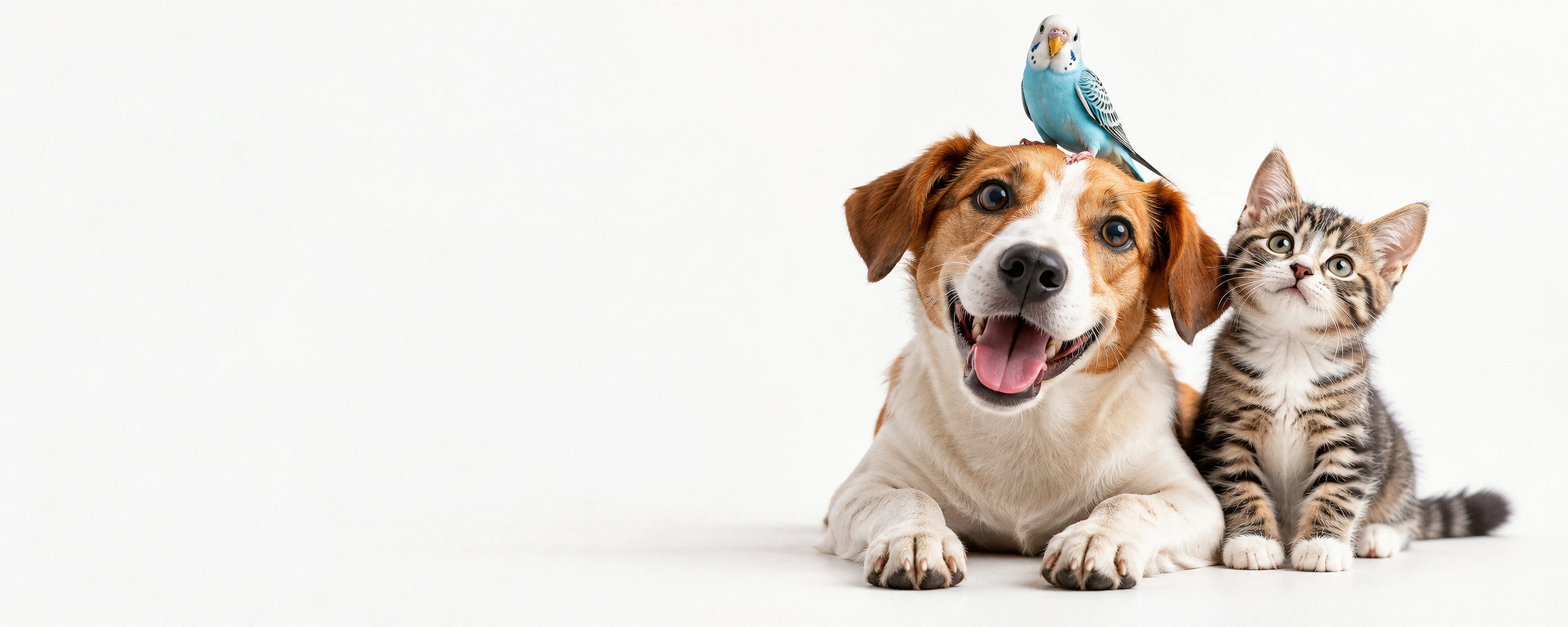 Un perro sonriente tumbado, con un periquito azul sobre la cabeza y un gatito atigrado a su lado