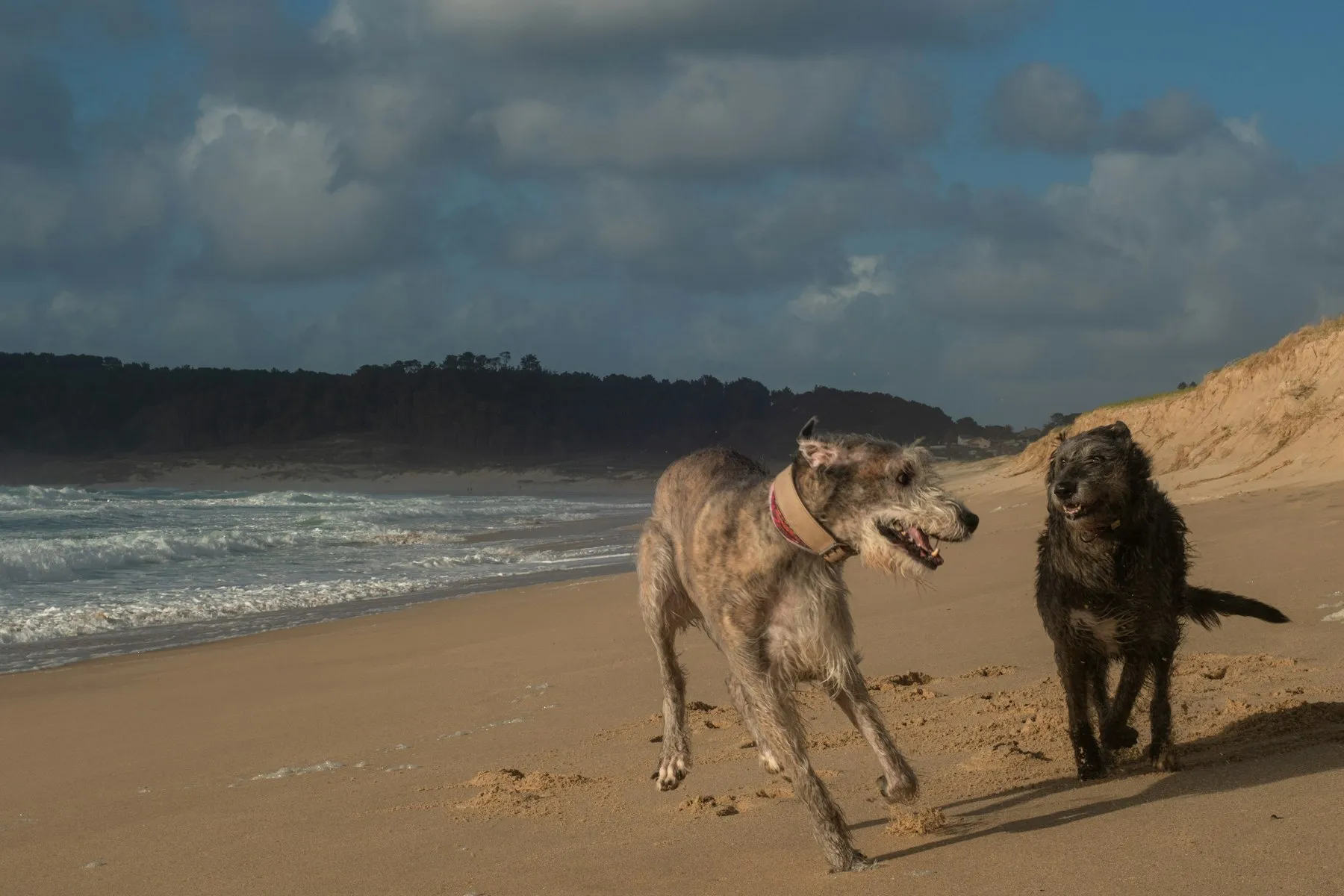 Dos perros corren por la orilla del mar